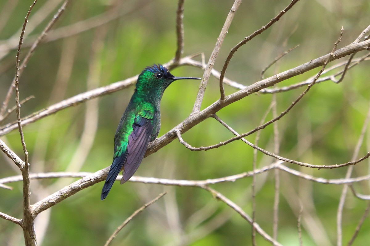 Violet-capped Woodnymph - ML637946254