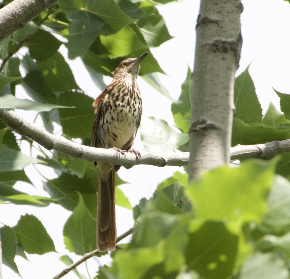 Brown Thrasher - ML637946336