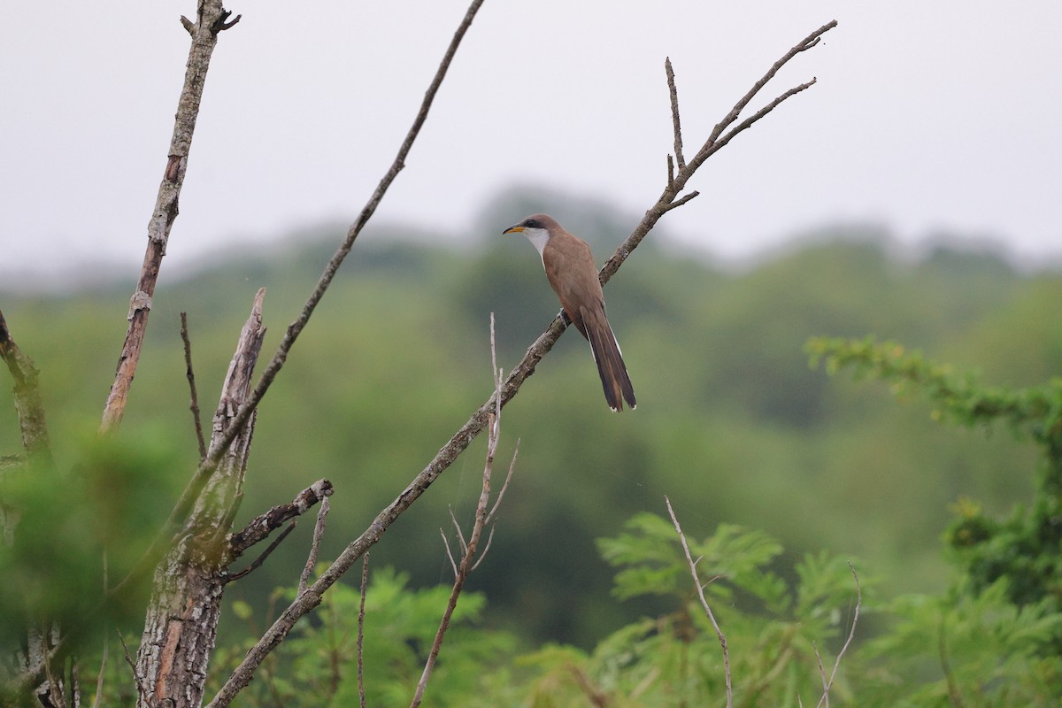 Yellow-billed Cuckoo - ML637946377