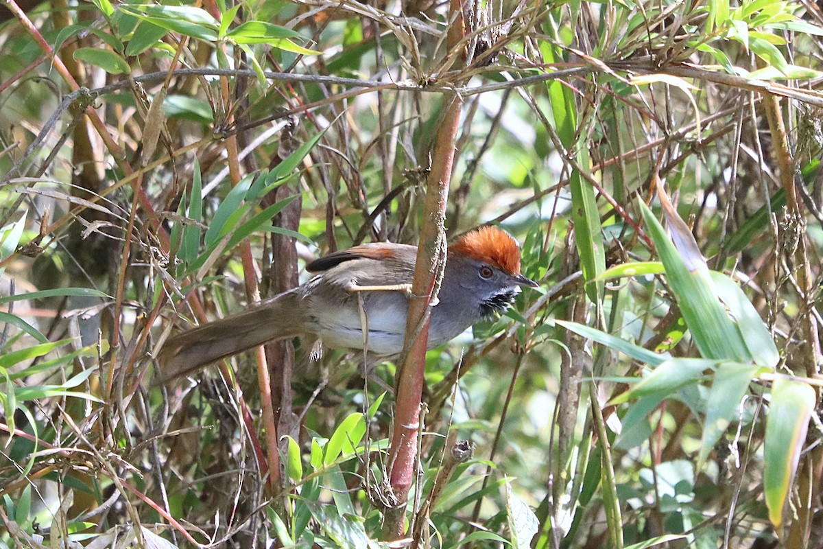 Spix's Spinetail - ML637946394