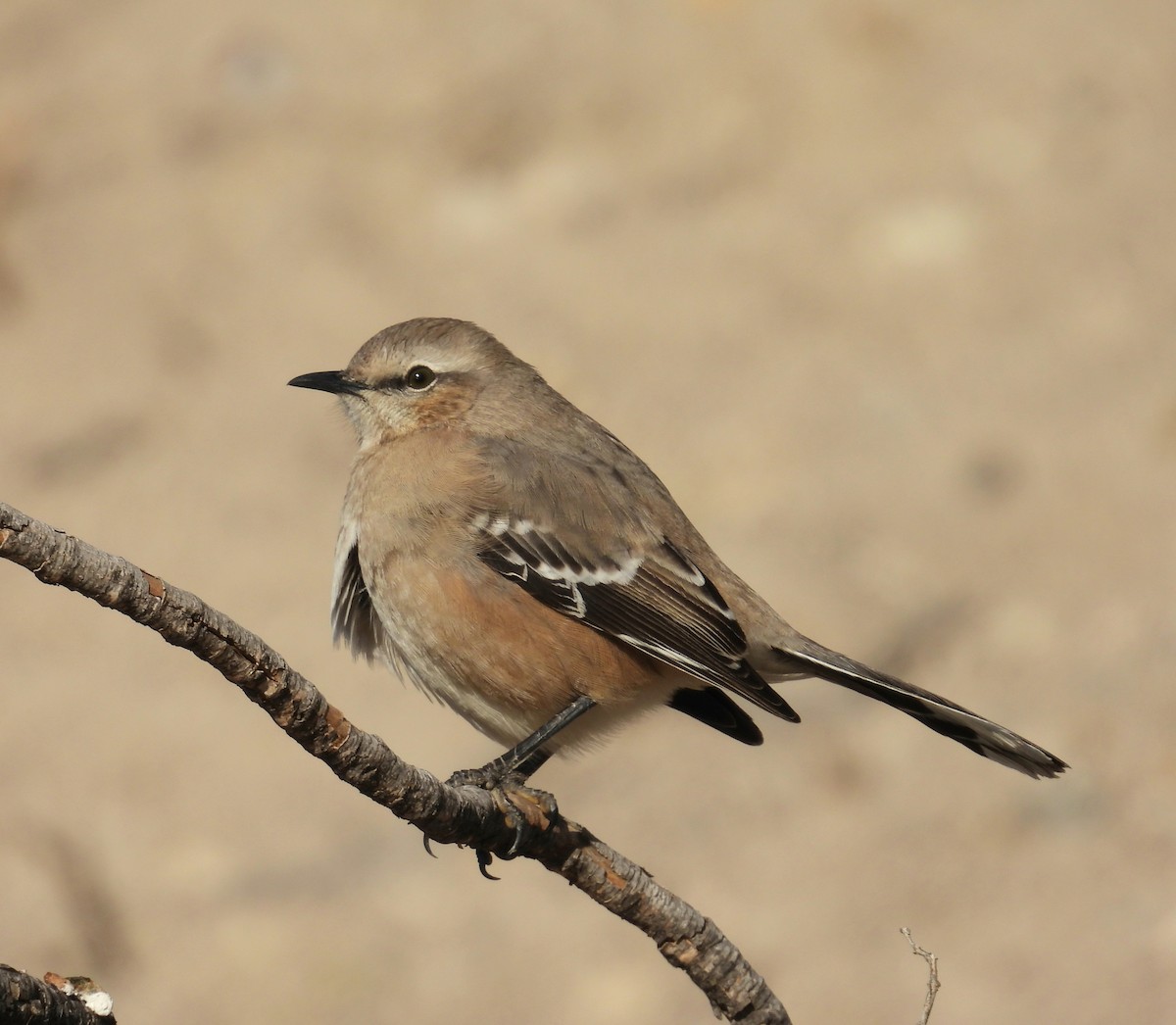 Patagonian Mockingbird - ML637946399