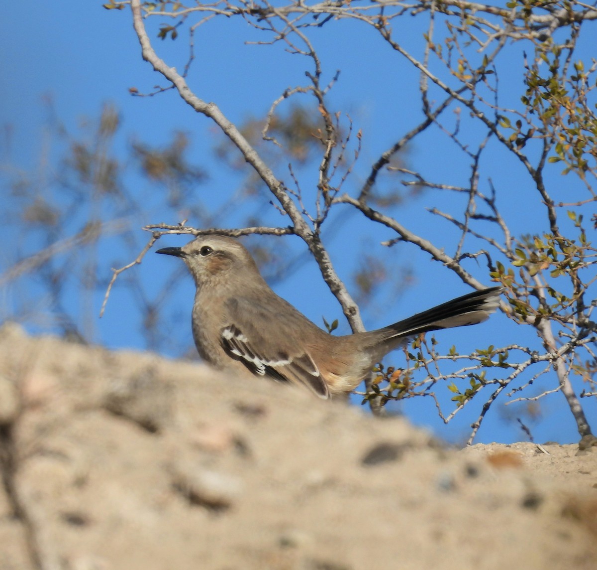 Patagonian Mockingbird - ML637946410
