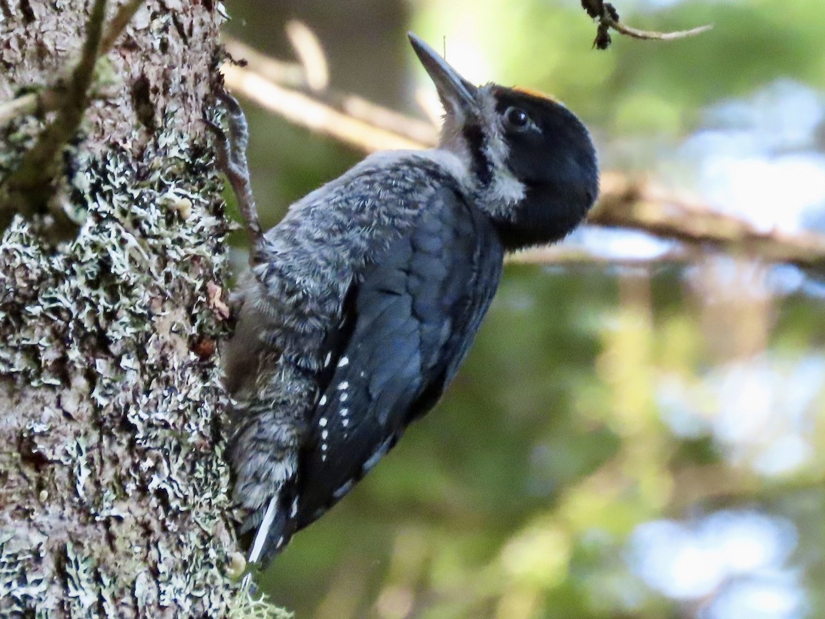 Black-backed Woodpecker - ML637946423