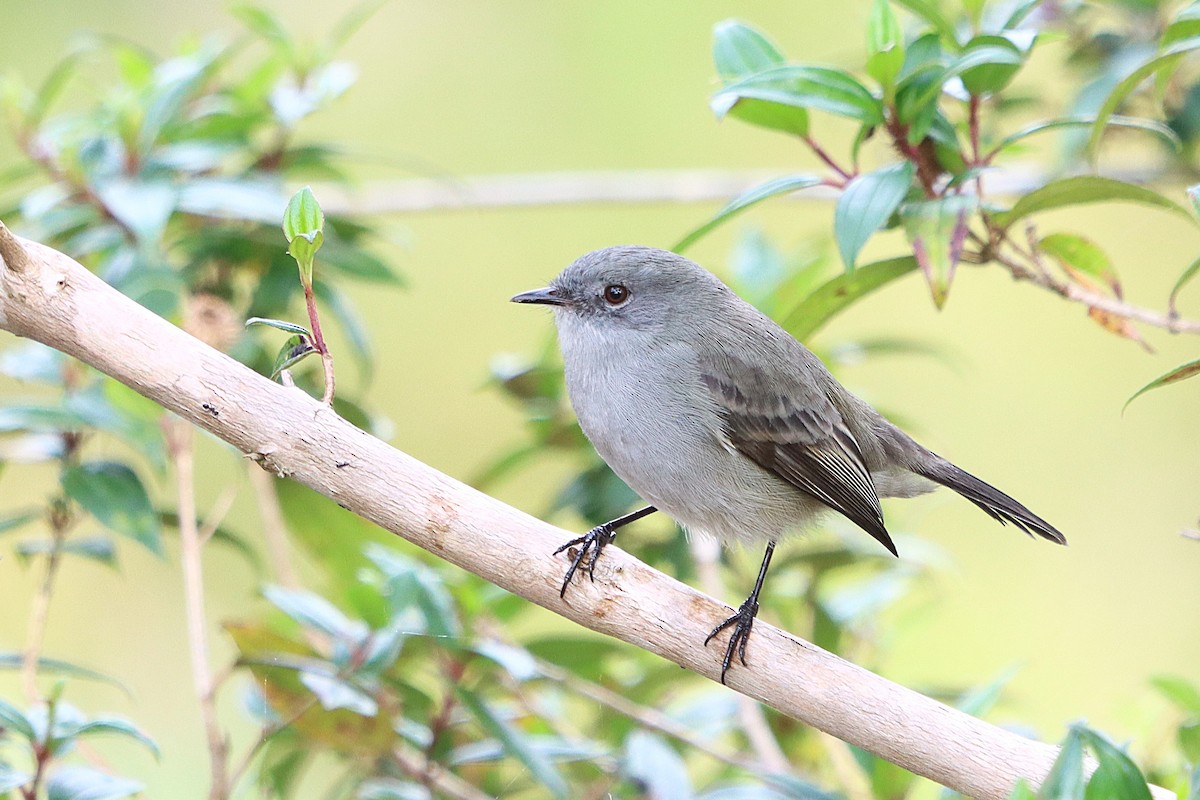 Sooty Tyrannulet - ML637946468