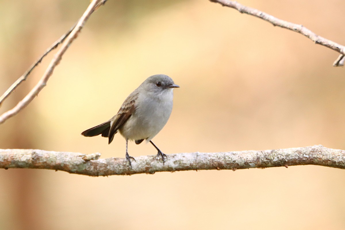 Sooty Tyrannulet - ML637946469