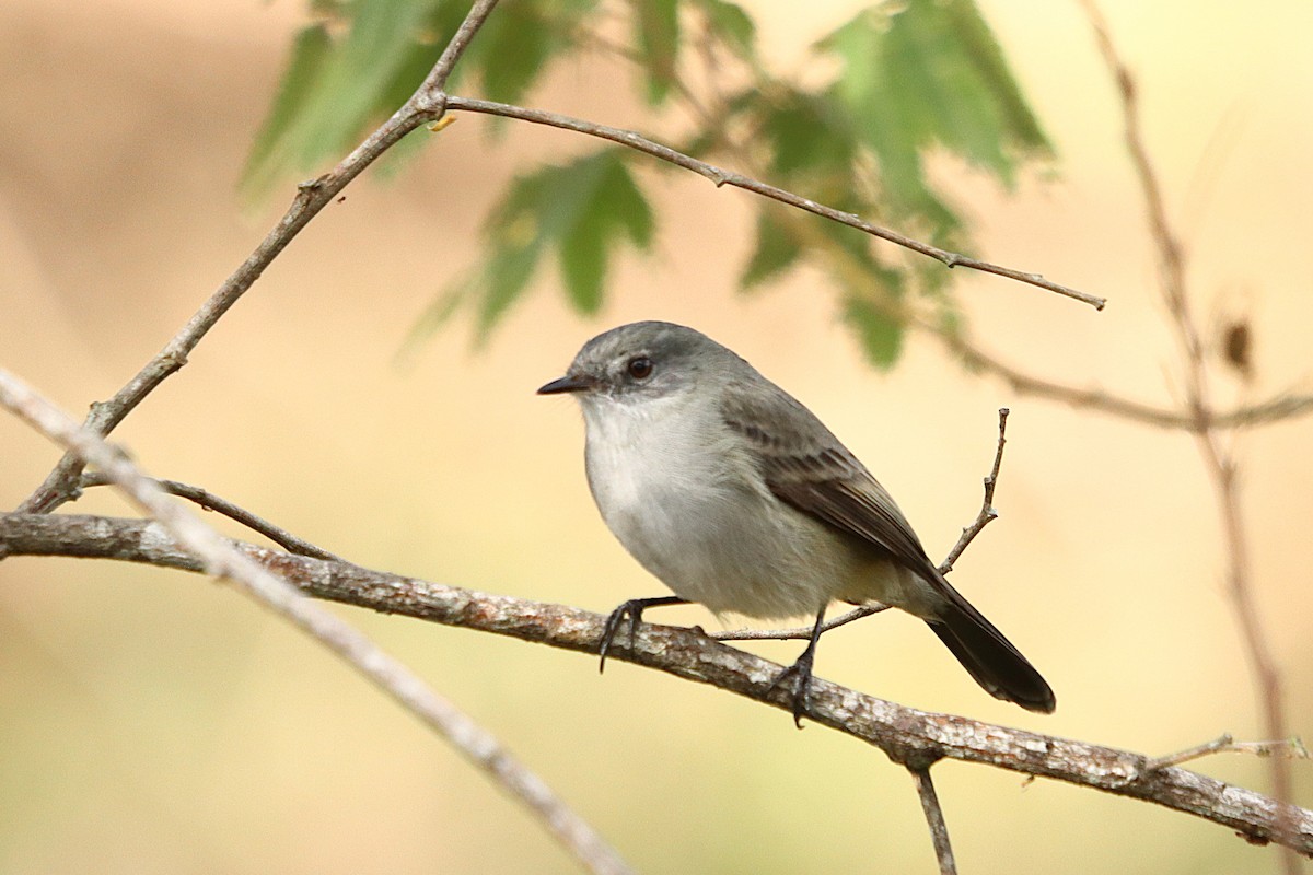 Sooty Tyrannulet - ML637946470