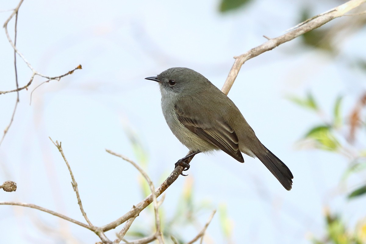 Sooty Tyrannulet - ML637946483