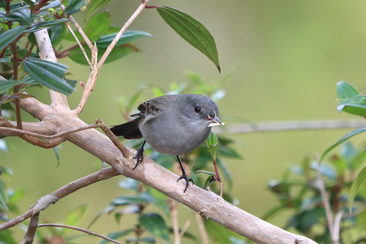 Sooty Tyrannulet - ML637946484