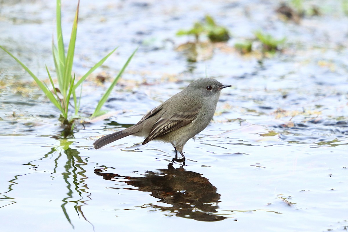 Sooty Tyrannulet - ML637946486