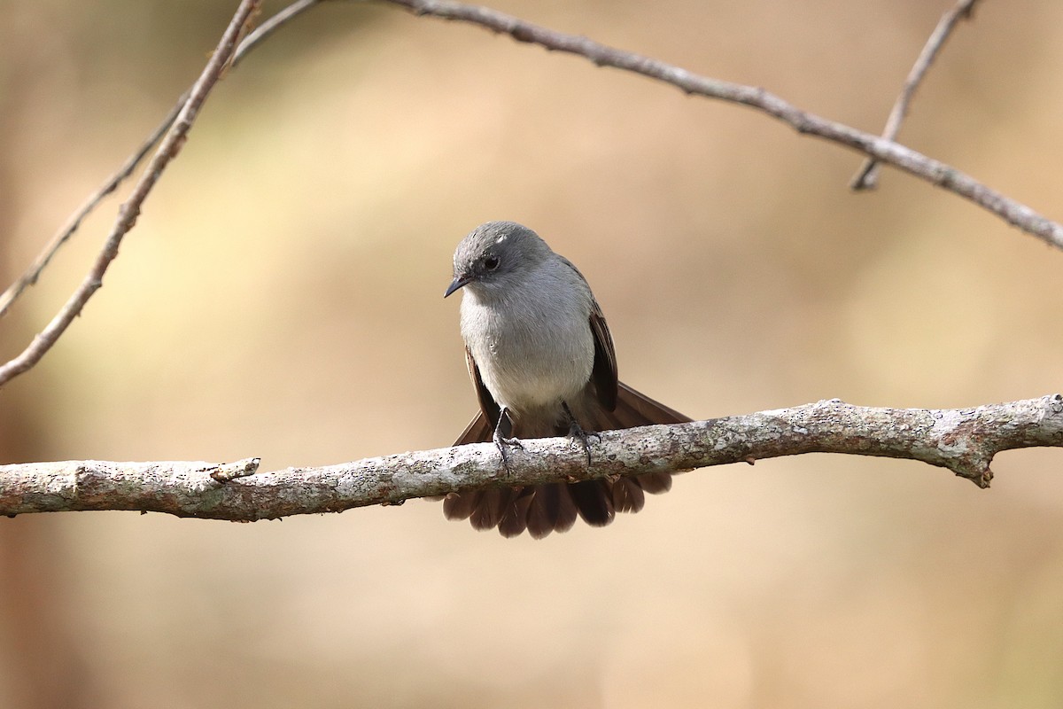 Sooty Tyrannulet - ML637946487