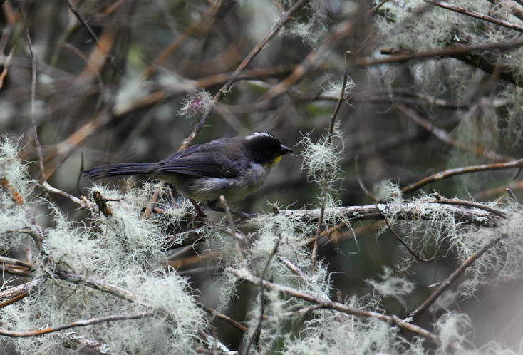 White-naped Brushfinch - ML637946495