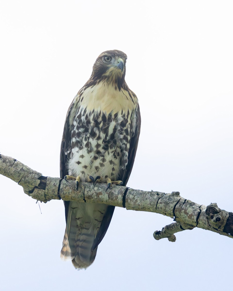 Red-tailed Hawk (jamaicensis) - ML637946541