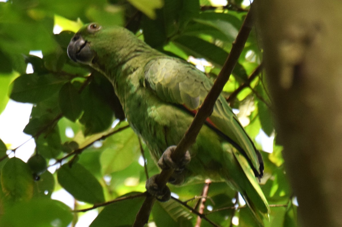 Yellow-naped Amazon - ML637946543