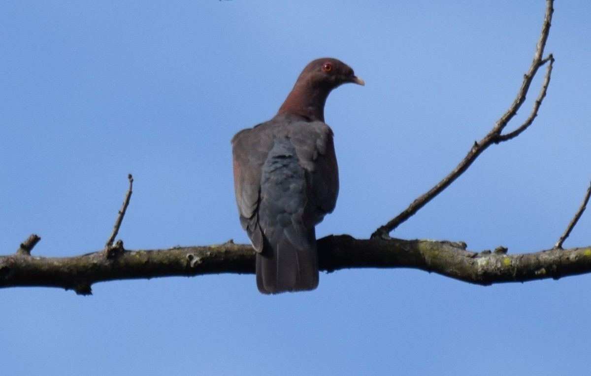 Red-billed Pigeon - ML637946641