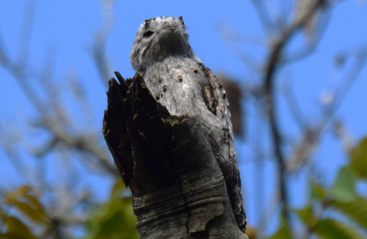 Northern Potoo - ML637946653