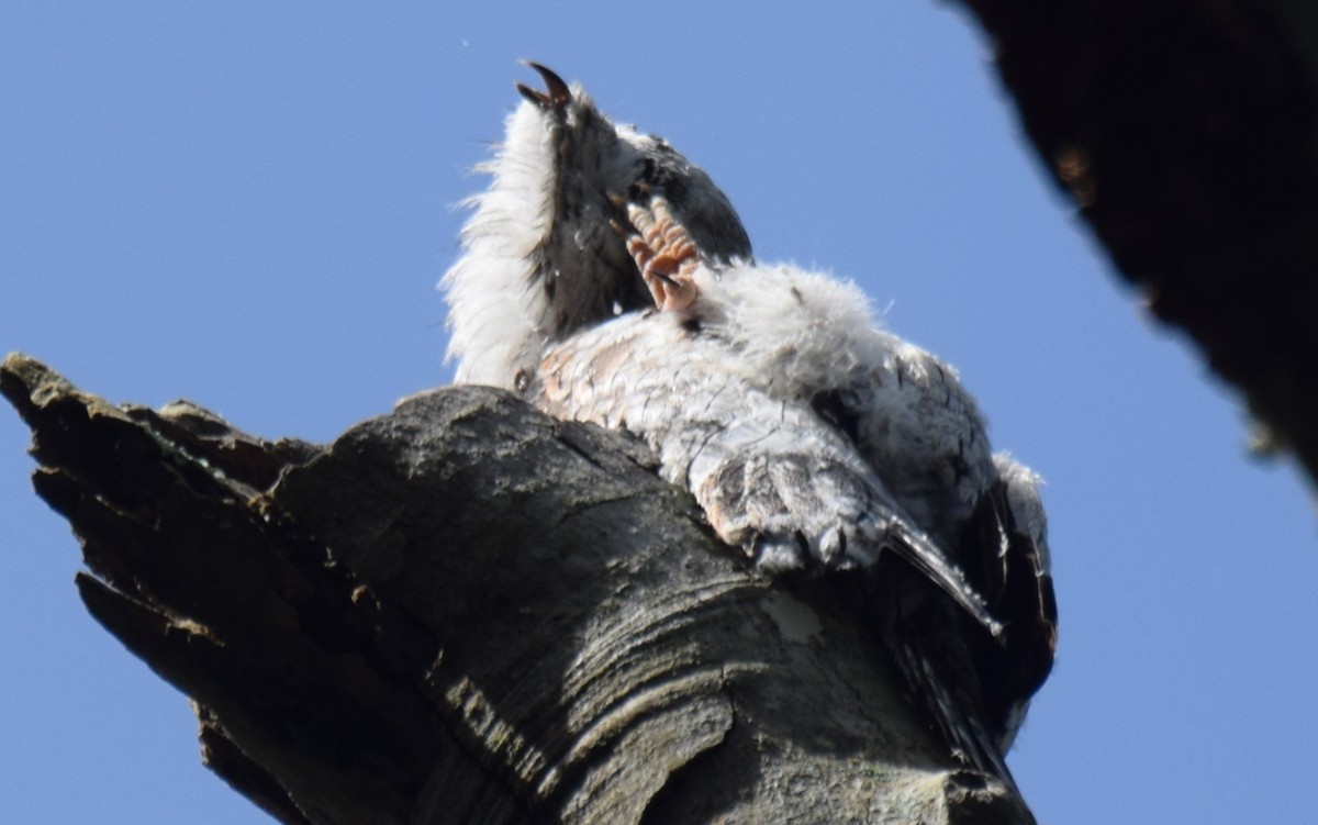 Northern Potoo - ML637946655