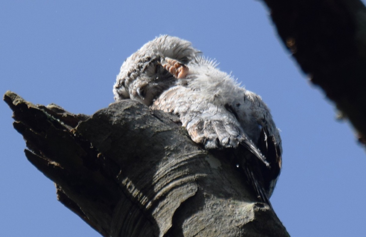 Northern Potoo - ML637946656