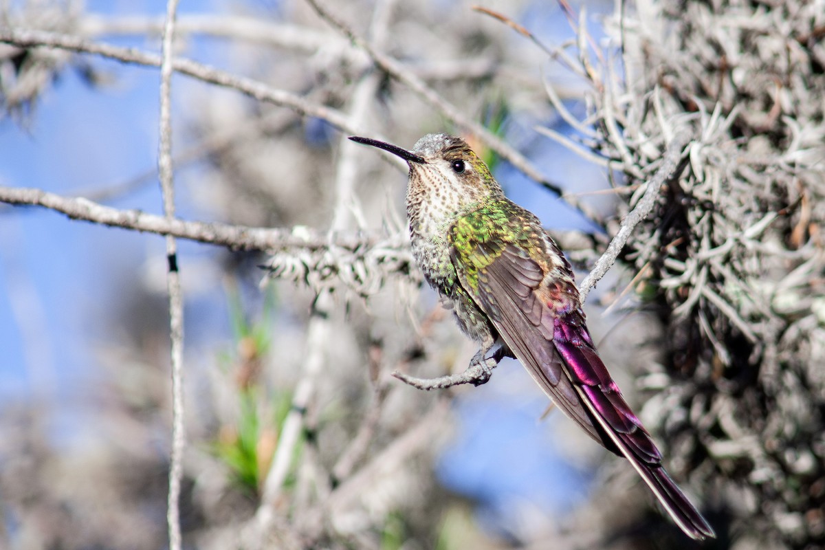 Red-tailed Comet - ML637946660