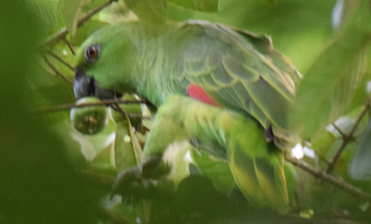 Yellow-naped Amazon - ML637946673