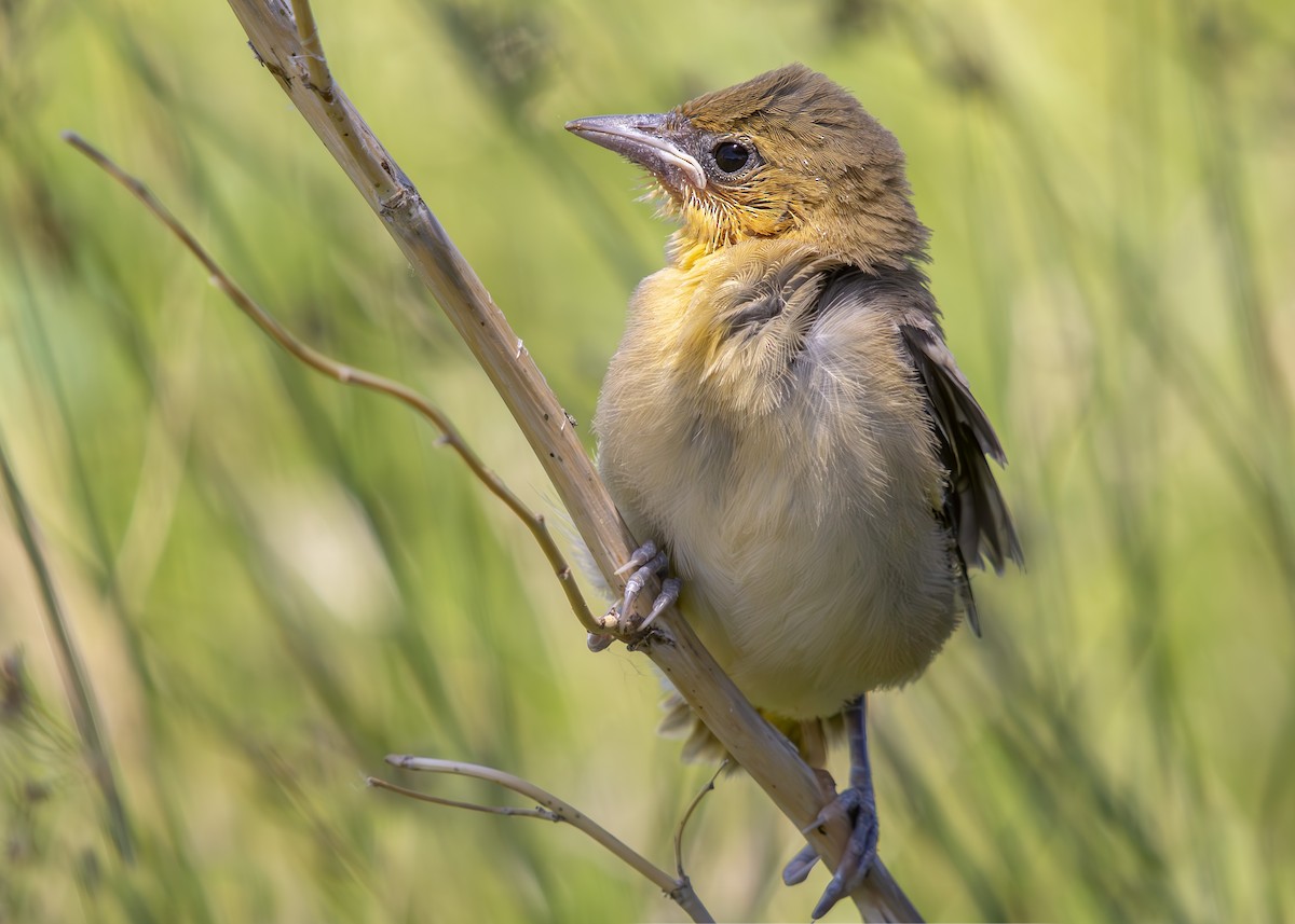 Bullock's Oriole - ML637946688