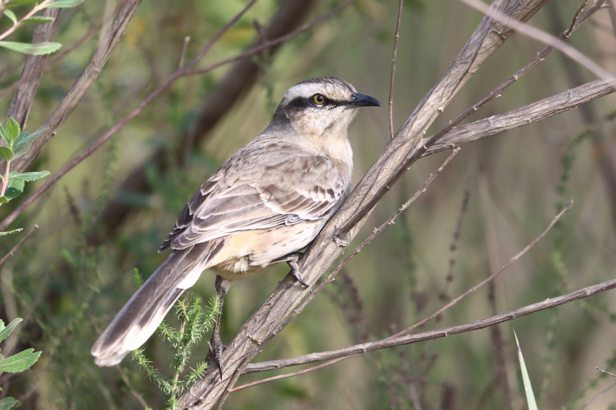 Chalk-browed Mockingbird - ML637946705