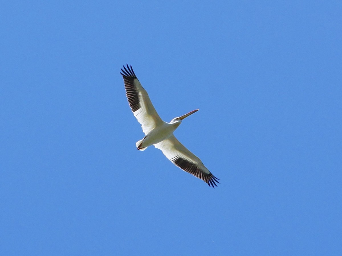 American White Pelican - ML637946710