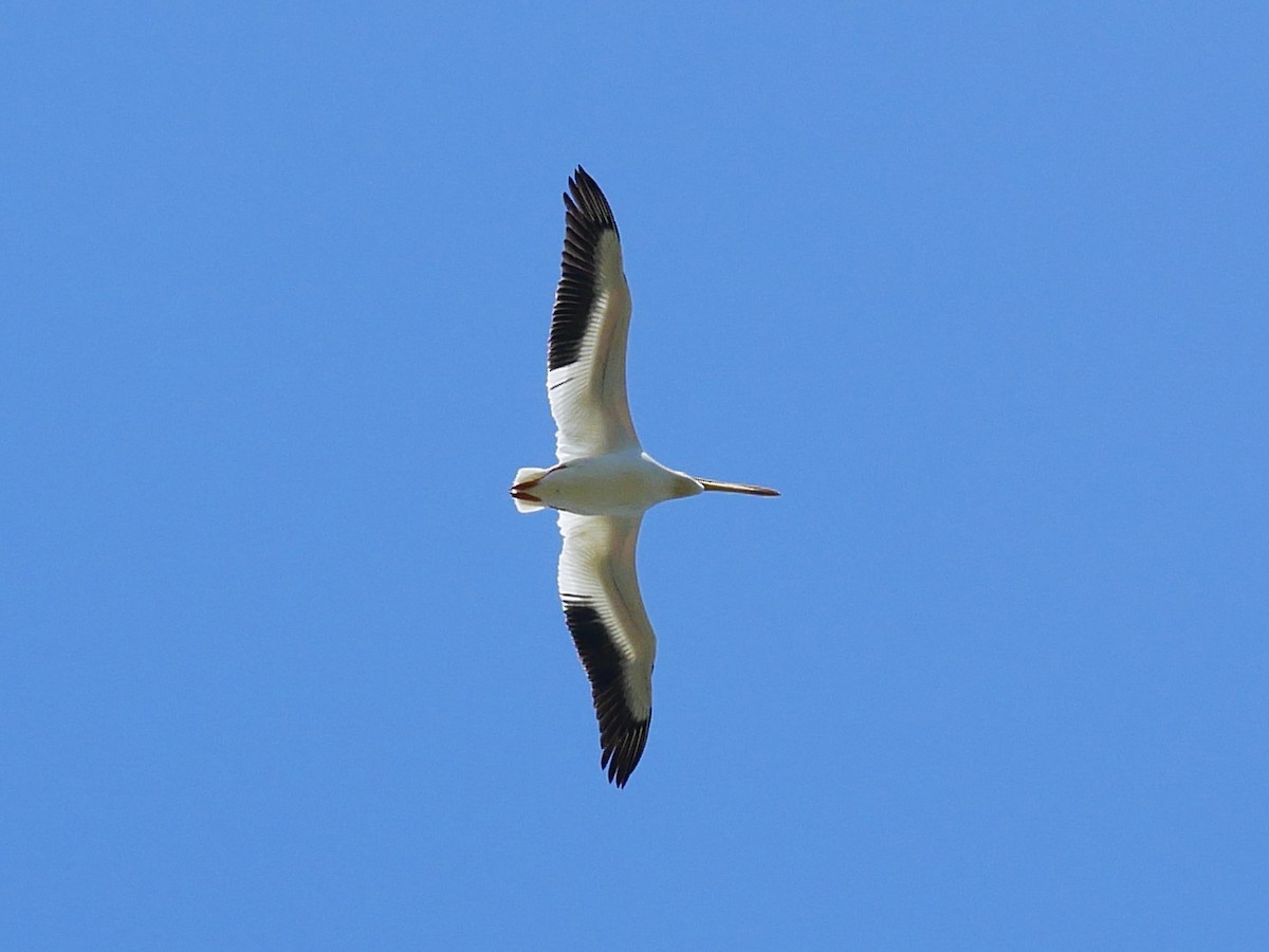 American White Pelican - ML637946711