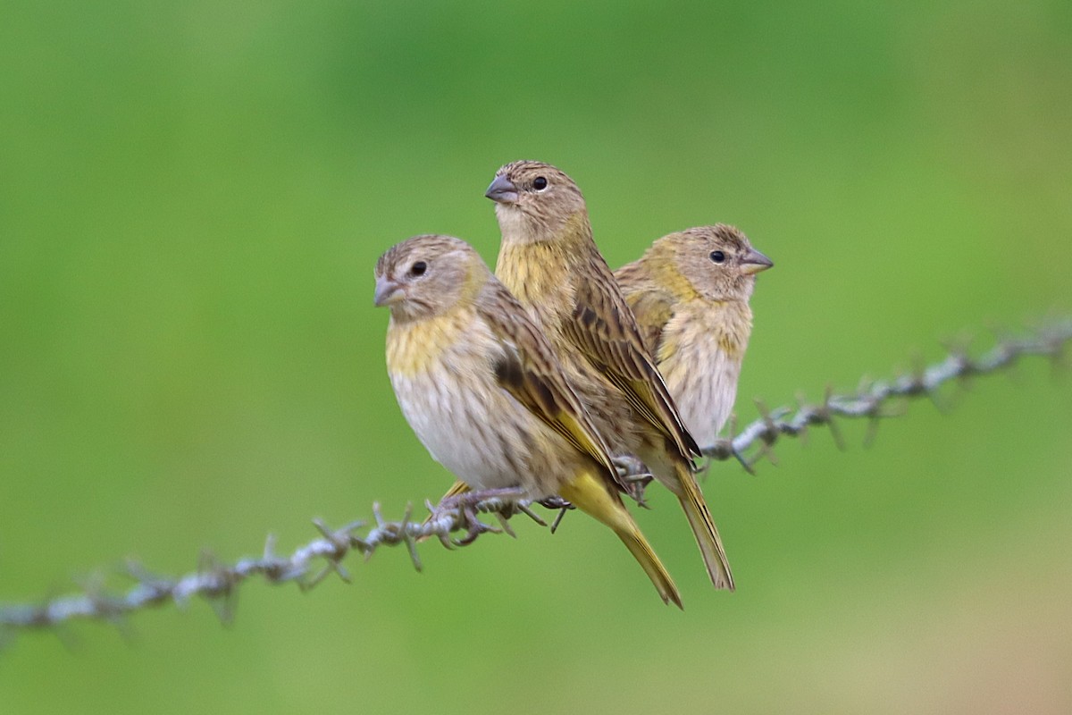 Saffron Finch - ML637946713