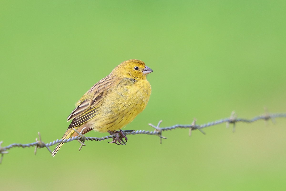 Saffron Finch - ML637946714