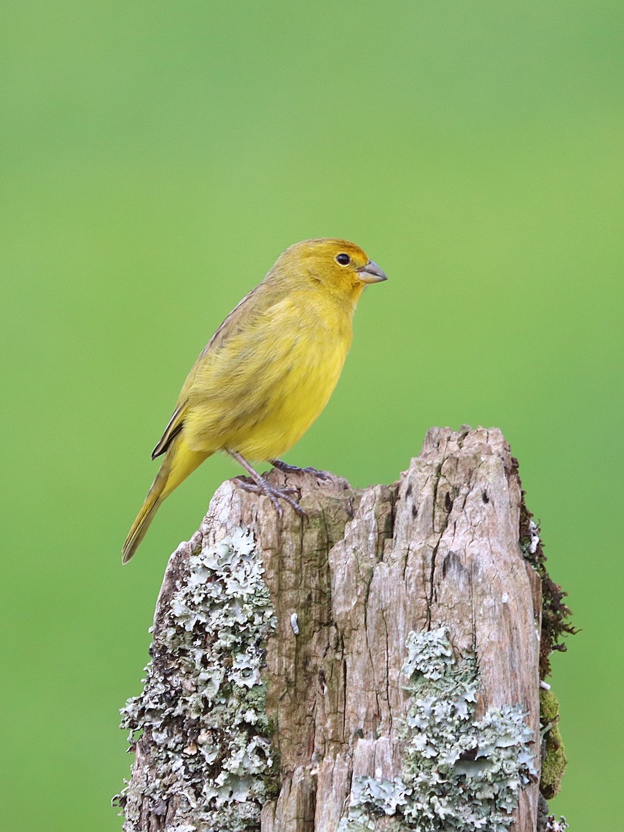 Saffron Finch - ML637946715