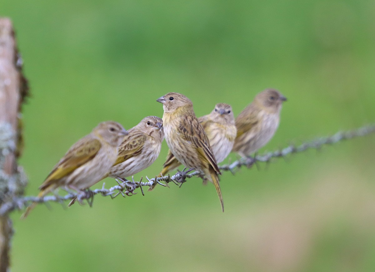 Saffron Finch - ML637946716