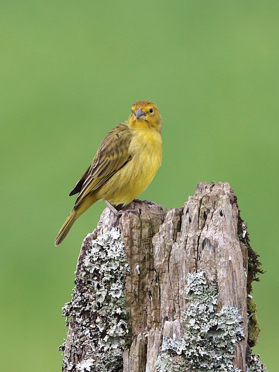 Saffron Finch - ML637946717