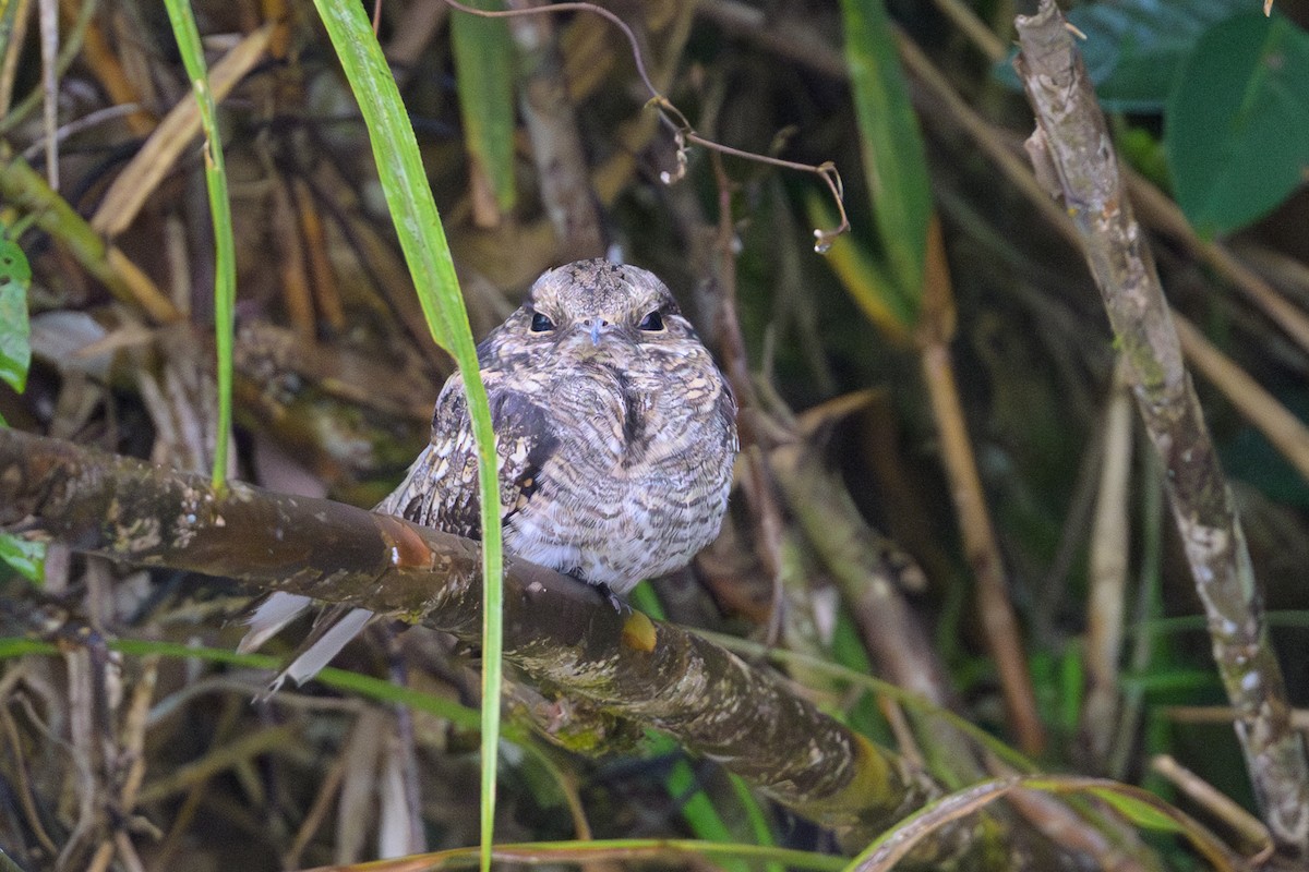 Ladder-tailed Nightjar - ML637946718