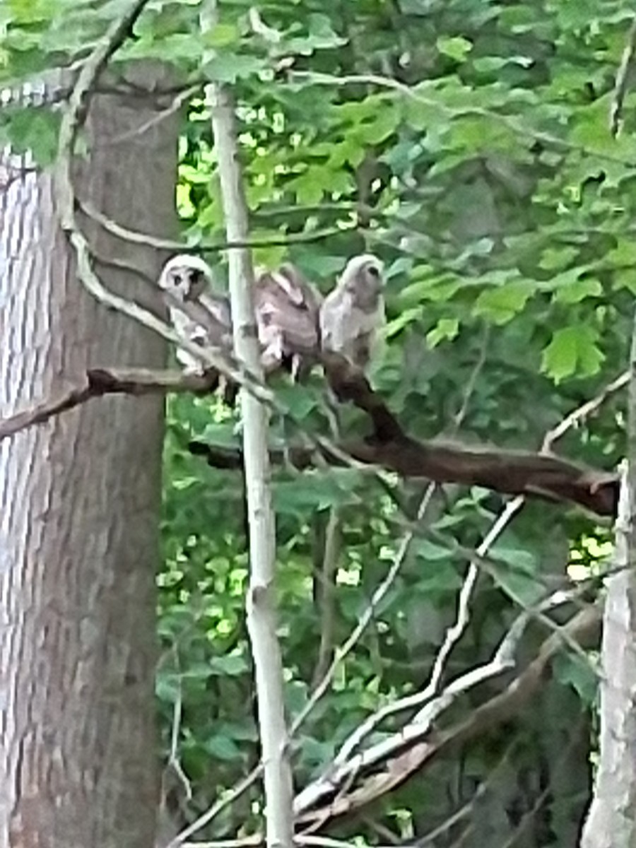 Barred Owl - ML637946749