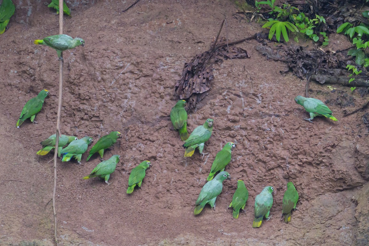 Yellow-crowned Amazon - ML637946762