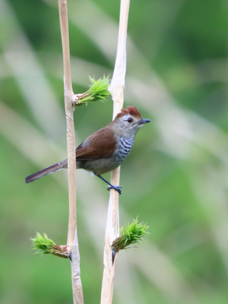 Rufous-capped Antshrike - ML637946792