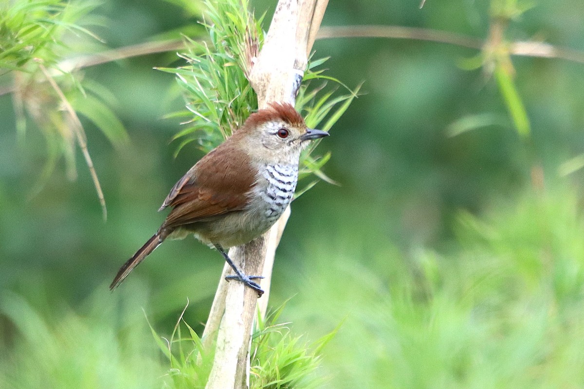 Rufous-capped Antshrike - ML637946793