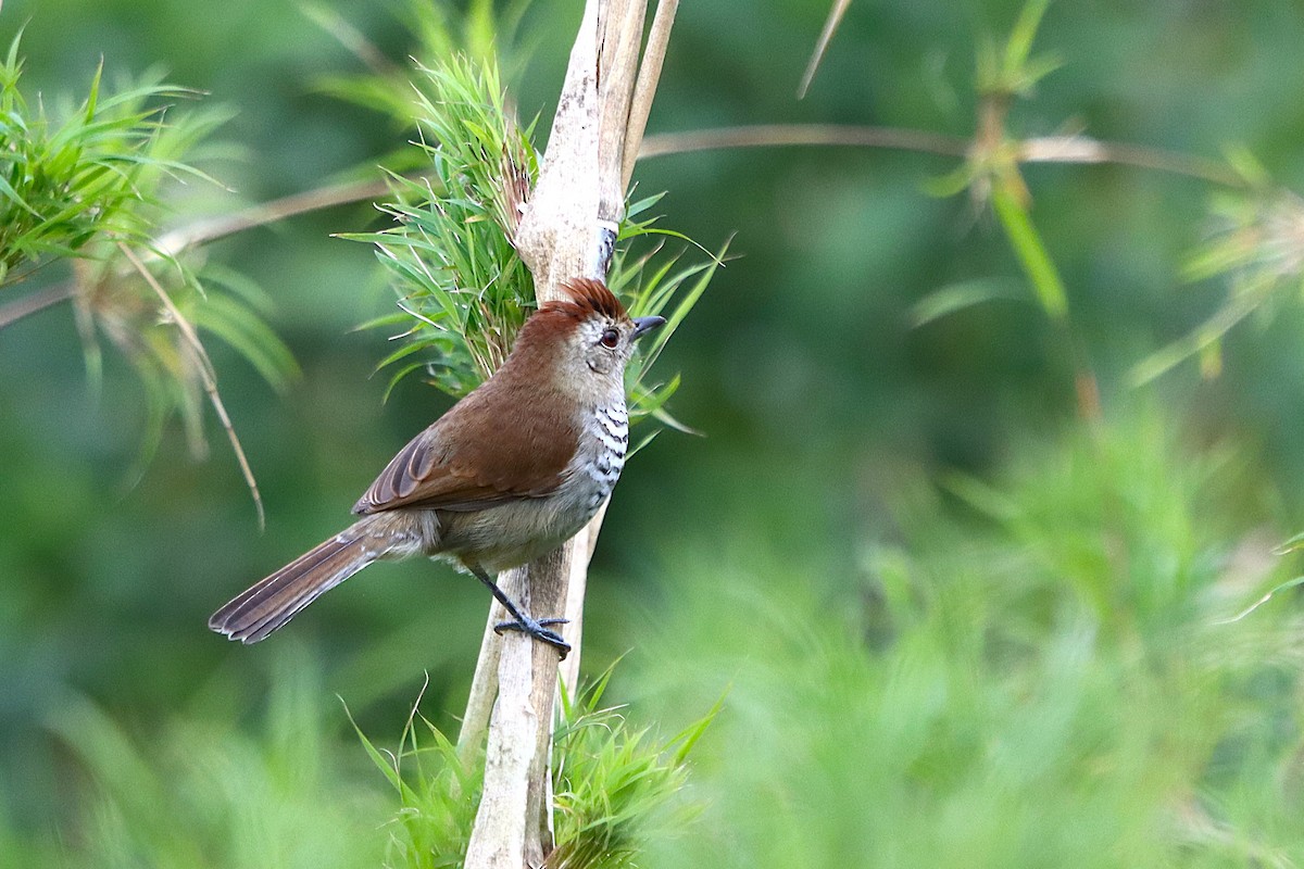 Rufous-capped Antshrike - ML637946794