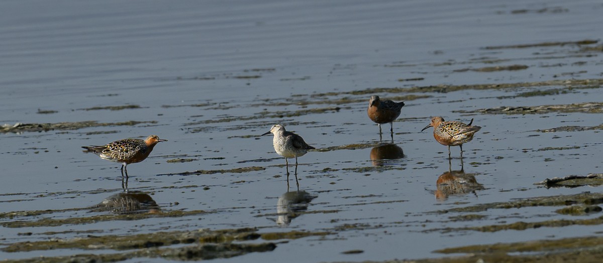 Red Knot - ML637946806