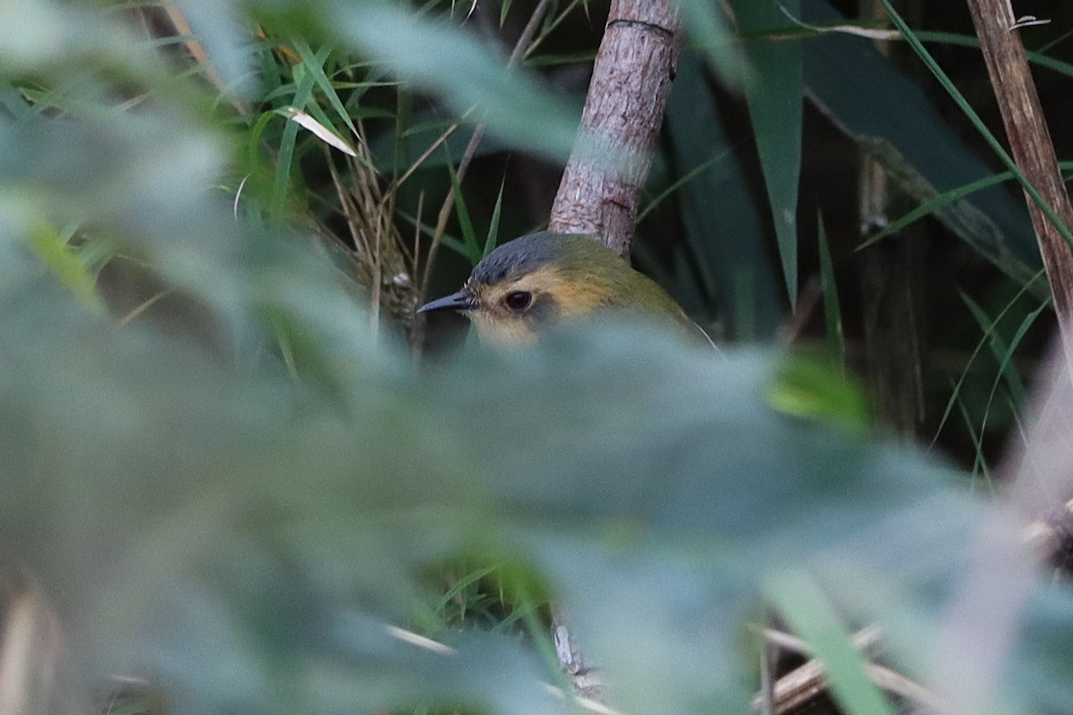 Ochre-faced Tody-Flycatcher - ML637946842