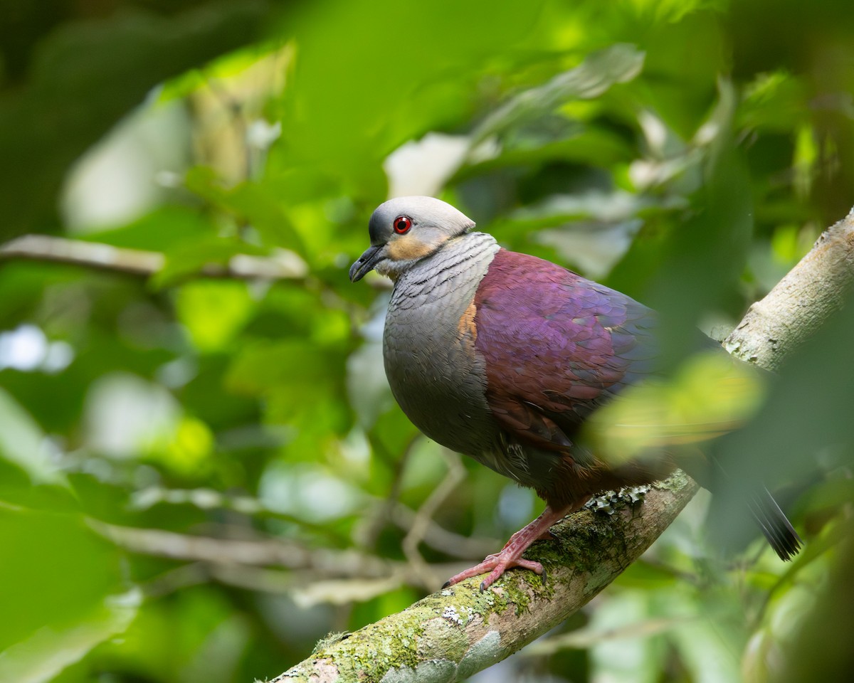 Crested Quail-Dove - ML637946846