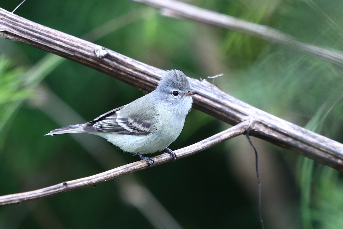Southern Beardless-Tyrannulet - ML637946847