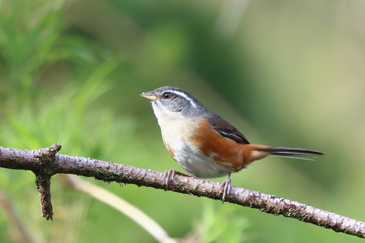 Gray-throated Warbling Finch - ML637946852