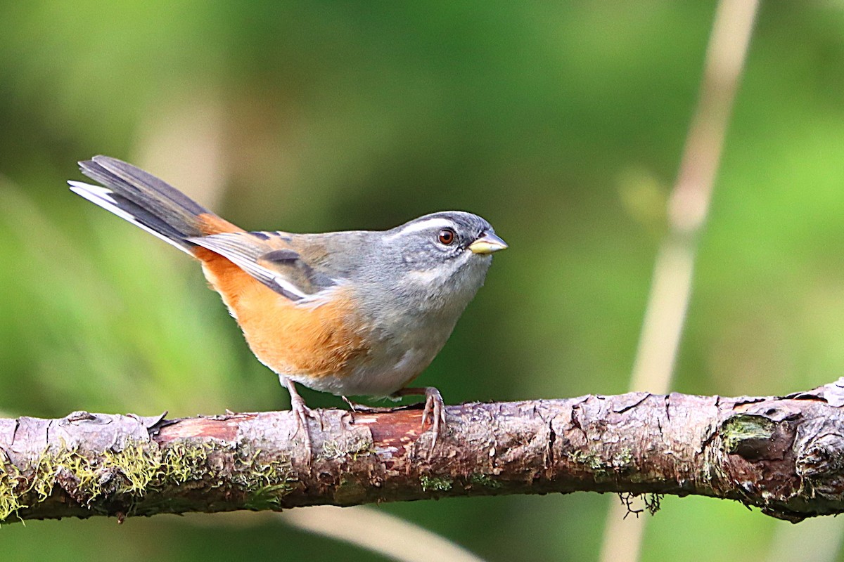 Gray-throated Warbling Finch - ML637946853