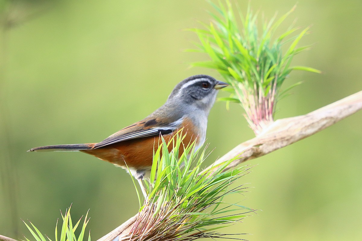 Gray-throated Warbling Finch - ML637946854