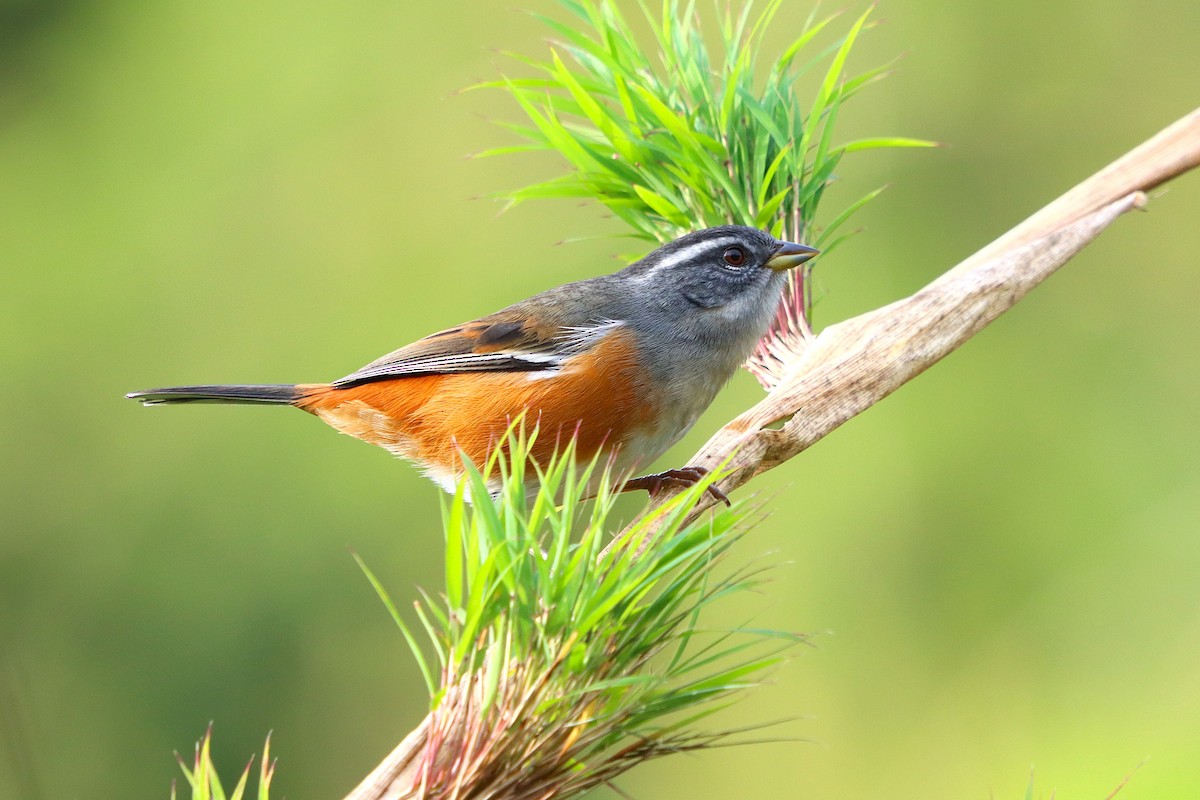 Gray-throated Warbling Finch - ML637946855