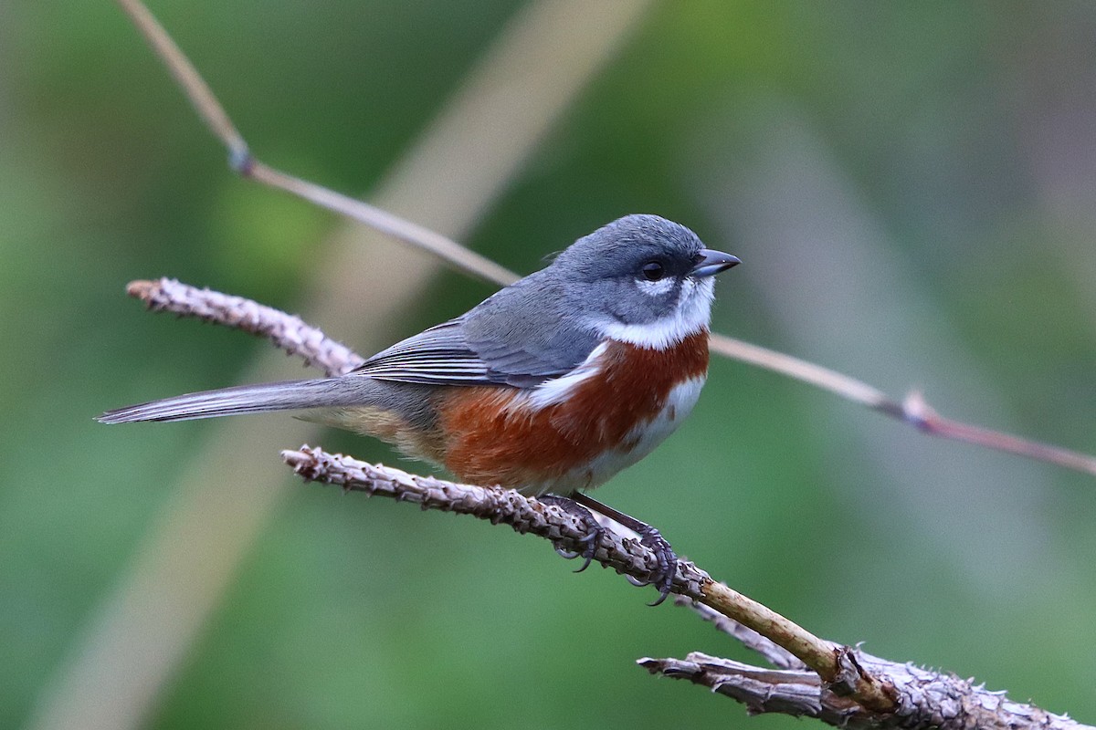 Bay-chested Warbling Finch - ML637946864
