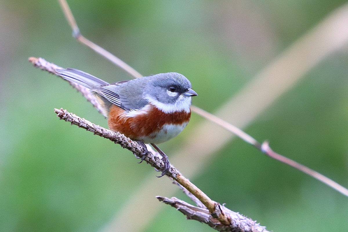 Bay-chested Warbling Finch - ML637946865