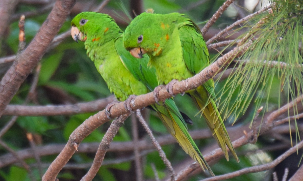 Pacific Parakeet - ML637946889