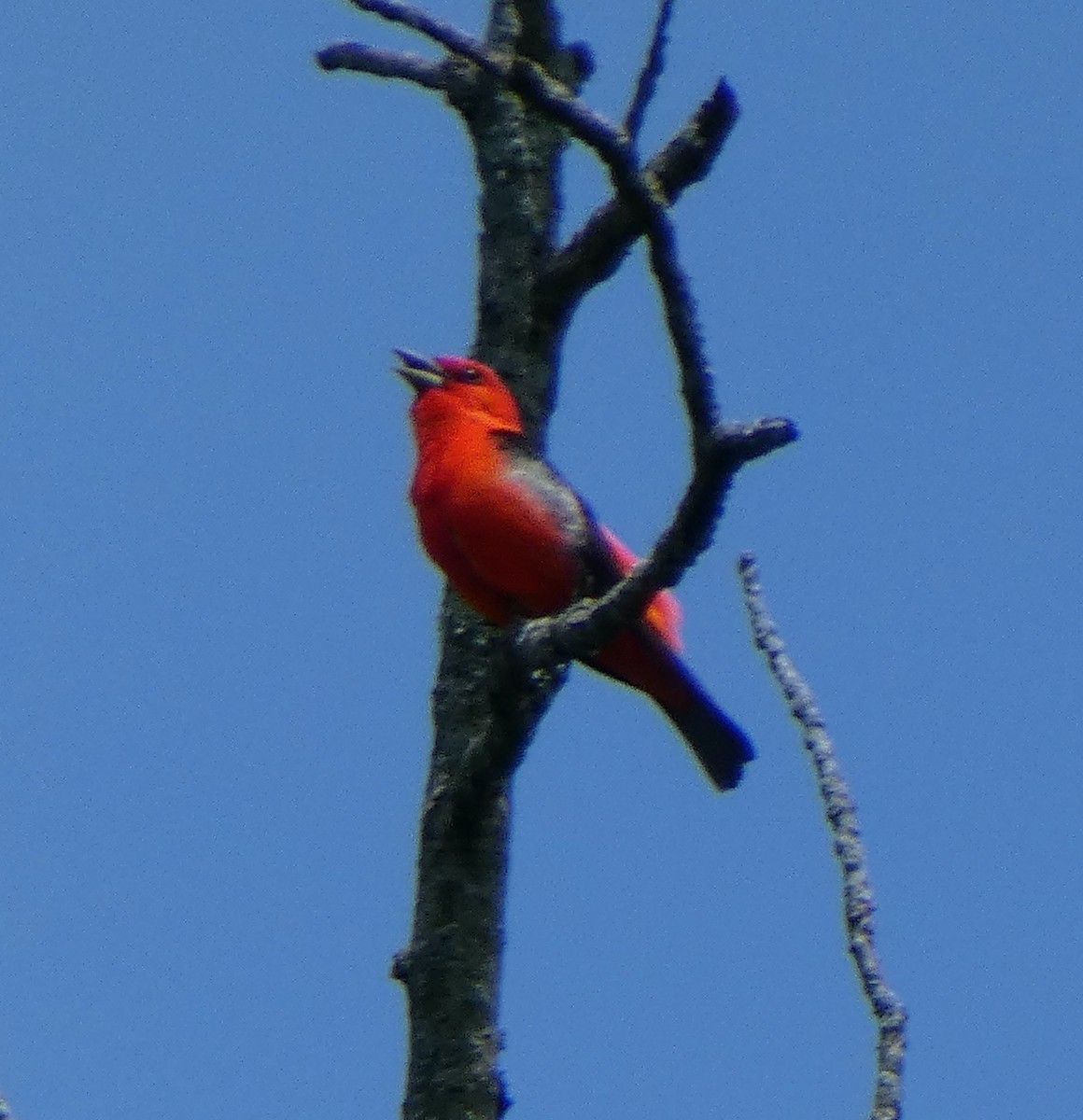 アカフウキンチョウ - ML637946918